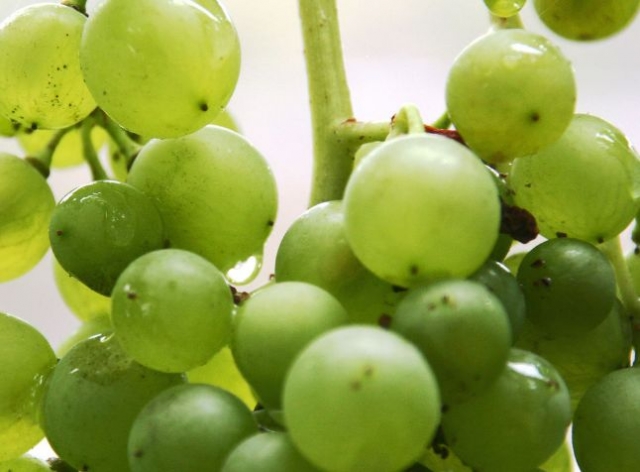 racimo de uvas verdes